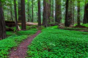 Avenue of the Giants-7093.jpg Avenue of the Giants-7093.jpg